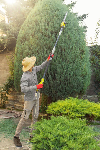 Emergency Storm Tree Removal in Bothell East, WA